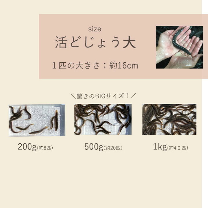 楽天市場 レビューを書いて増量キャンペーン 食用 どじょう 500g 小 約10cm 約1匹 活 どじょう 生体 ドジョウ 柳川 鍋 ドジョウ 唐揚げ 料理用 どじょうの大河 ドジョウ 蒲焼 新鮮 ドジョウ どじょうの大河 楽天市場店