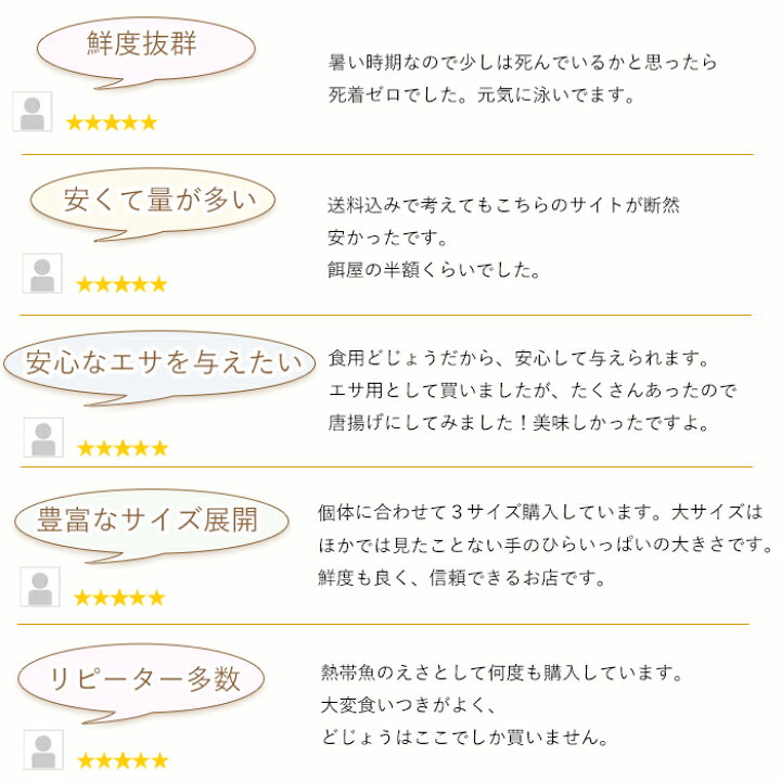 楽天市場 どじょう 日本一 えさ どじょう 0g 小小 約7cm 約50匹 えさ 活どじょう 釣り エサ 熱帯魚 古代魚 エサ に どじょう 食用ok どじょうの大河 ドジョウ 生き餌 生餌 生体 餌 どじょうの大河 楽天市場店