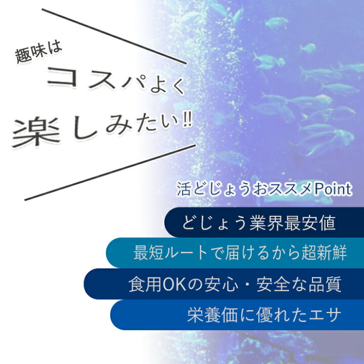 楽天市場 どじょう 日本一 えさ どじょう 500g 中 約13cm 約60匹 えさ 活どじょう 釣り エサ 熱帯魚 古代魚 エサ に どじょう 食用ok どじょうの大河 ドジョウ 生き餌 生餌 生体 餌 どじょうの大河 楽天市場店