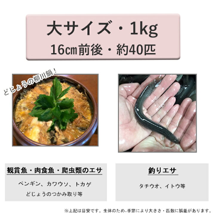 楽天市場 レビューを書いて増量キャンペーン 食用 どじょう 1kg 大 約16cm 約40匹 活 どじょう 生体 ドジョウ 柳川 鍋 ドジョウ 唐揚げ 料理用 どじょうの大河 ドジョウ の 蒲焼 新鮮 ドジョウ どじょうの大河 楽天市場店