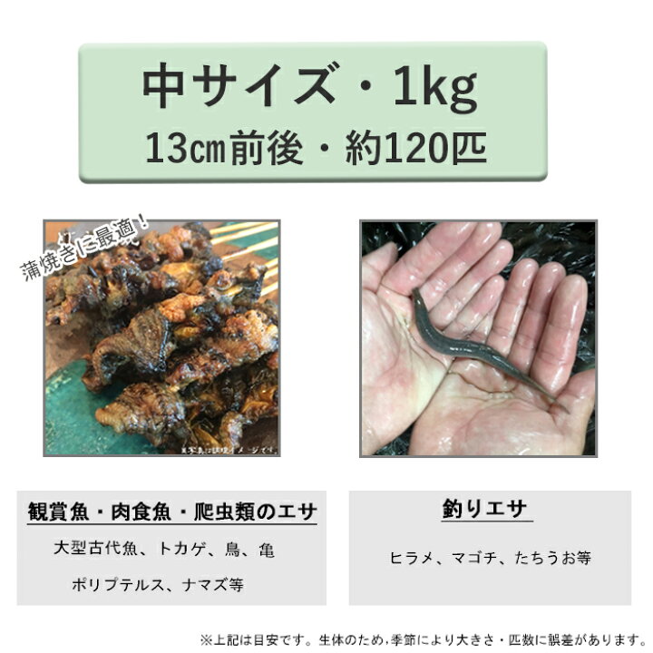 楽天市場 どじょう 日本一 えさ どじょう 1kg 中 約13cm 約1匹 えさ 活どじょう 釣り エサ 熱帯魚 古代魚 エサ に どじょう 食用ok どじょうの大河 ドジョウ 生き餌 生餌 生体 餌 どじょうの大河 楽天市場店 楽天市場 どじょう 日本一 えさ どじょう 1kg 中 約13cm 約1匹 えさ 活どじょう 釣り エサ 熱帯魚 古代魚 エサ に どじょう 食用ok どじょうの大河 ドジョウ 生き餌 生餌 生体 餌 どじょうの大河 楽天市場店