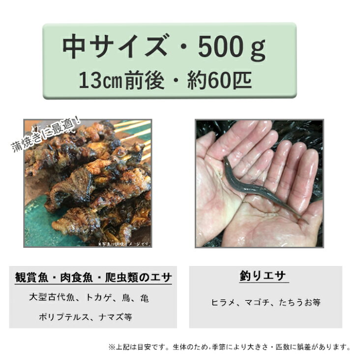 どじょう日本一 活 どじょう 500g 小小 約7cm 約250匹 食用 生体 ドジョウ 柳川 鍋 唐揚げ 料理用 蒲焼 結婚祝い