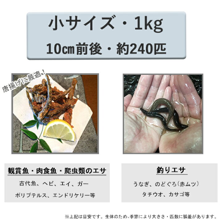 楽天市場 どじょう 日本一 えさ どじょう 1kg 小 約10cm 約240匹 えさ 活どじょう 釣り エサ 熱帯魚 古代魚 エサ に どじょう 食用ok どじょうの大河 ドジョウ 生き餌 生餌 生体 餌 どじょうの大河 楽天市場店 楽天市場 どじょう 日本一 えさ どじょう 1kg 小 約10cm 約240匹 えさ 活どじょう 釣り エサ 熱帯魚 古代魚 エサ に どじょう 食用ok どじょうの大河 ドジョウ 生き餌 生餌 生体 餌 どじょうの大河 楽天市場店