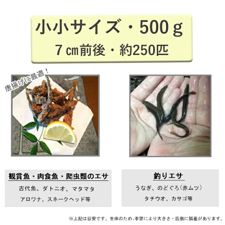 楽天市場 レビューを書いて増量キャンペーン 食用 どじょう 500g 小小 約7cm 約250匹 活 どじょう 生体 ドジョウ 柳川 鍋 ドジョウ 唐揚げ 料理用 どじょうの大河 ドジョウ 蒲焼 新鮮 ドジョウ どじょうの大河 楽天市場店 楽天市場 レビューを書いて増量キャンペーン 食用 どじょう 500g 小小 約7cm 約250匹 活 どじょう 生体 ドジョウ 柳川 鍋 ドジョウ 唐揚げ 料理用 どじょうの大河 ドジョウ 蒲焼 新鮮 ドジョウ どじょうの大河 楽天市場店