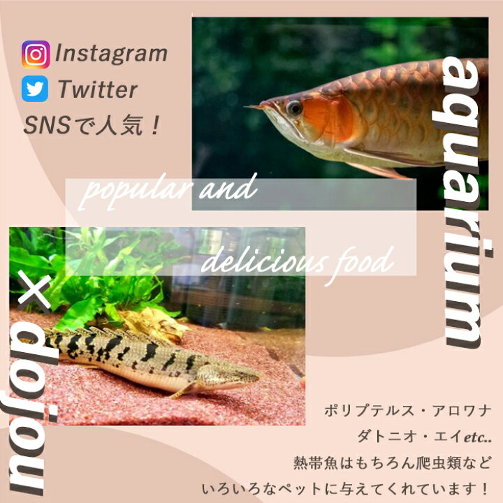 大人気新品 どじょう 日本一 えさ 1kg 大 約16cm 約40匹 活どじょう 釣り エサ 熱帯魚 古代魚 に 食用ok どじょうの大河 ドジョウ 生き餌 生餌 生体 餌 Kakuhoukan Jp 大人気新品 どじょう 日本一 えさ 1kg 大 約16cm 約40匹 活どじょう 釣り エサ 熱帯魚 古代魚 に 食用ok どじょうの大河 ドジョウ 生き餌 生餌 生体 餌 Kakuhoukan Jp