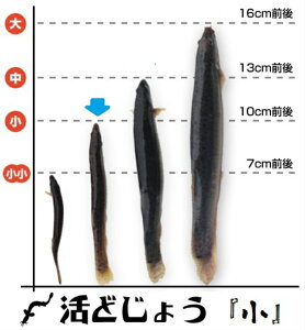 【レビューを書いて増量キャンペーン】食用 どじょう 500g 小【約10cm 約120匹】活 どじょう 生体 ドジョウ 柳川 鍋 ドジョウ 唐揚げ 料理用:どじょうの大河 ドジョウ 蒲焼 新鮮 ドジョウ