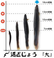 【どじょう日本一】活 どじょう 200g 大【約16cm 約8匹】 食用 どじょう 生体 ドジョウ の 柳川 鍋 ドジ…