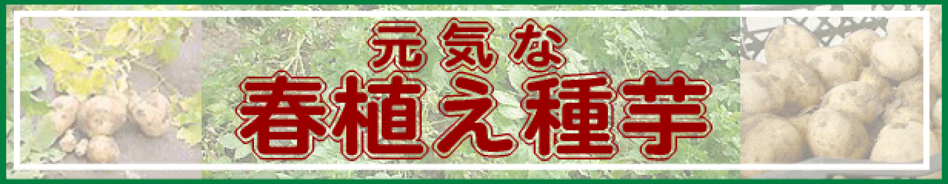 春植え種芋