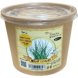 񂽂񂨂t@[@t˂@tHXg