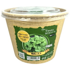 񂽂񂨂t@[@ē^X@͔|Lbg