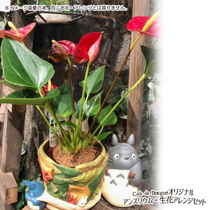 アンスリウム アレンジの人気商品 通販 価格比較 価格 Com