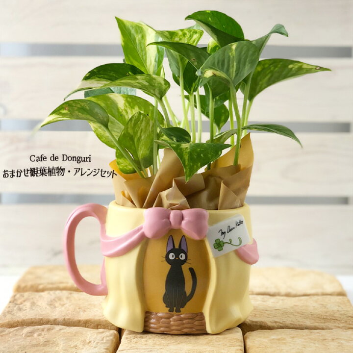 楽天市場 市場の日 ポイント10倍 エントリー要 母の日 観葉植物 魔女の宅急便 カップ型プランターカバー かごジジのお届け おまかせ観葉植物 アレンジセット スタジオジブリ ジブリ グッズ 梱包送料込 合わせ買い不可 ｃａｆｅ ｄｅ ｄｏｎｇｕｒｉ