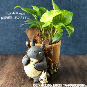 観葉植物 プランター ジブリ」の人気商品一覧・価格比較 - 価格.com