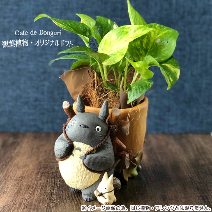 楽天市場 10 12 10 24 全品ポイント10倍 エントリー要 観葉植物 となりのトトロ グッズ トトロのお届けよいこらしょ プランターカバー おまかせ観葉植物 アレンジセット スタジオジブリ ジブリ 梱包送料込 合わせ買い不可 ｃａｆｅ ｄｅ ｄｏｎｇｕｒｉ