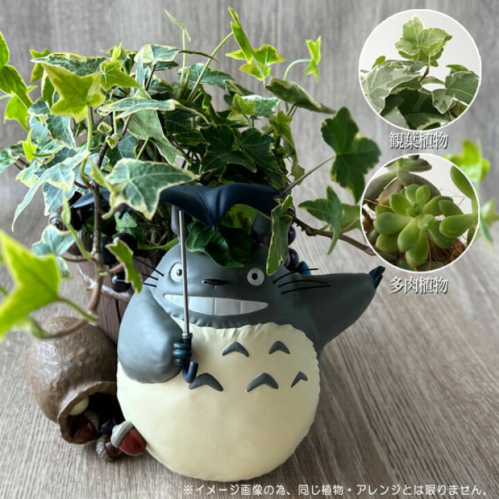 楽天市場】となりのトトロ どすーん！びっくり！ 植物・アレンジセット 