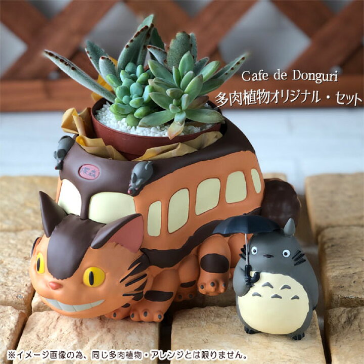 楽天市場 スーパーsale 全品ポイント10倍 エントリー要 観葉植物 となりのトトロ ネコバスとトトロ ジオラマボックス おまかせ多肉植物 アレンジセット スタジオジブリ ジブリ 梱包送料込 合わせ買い不可 ｃａｆｅ ｄｅ ｄｏｎｇｕｒｉ