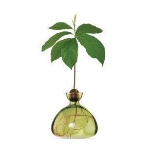 ���C�����t�@�j�`���[�R���N�V����ILEX STUDIO�i�A�C���b�N�X�X�^�W�I�jAVOCADO VASE�@�A�{�J�h �x�[�X150mm × H150mm[������][����E�k�C���z���s��]