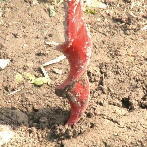 yViz g(SENKICHI) @@ xp 15mm SGHD-15 9n2op2j