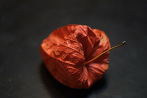 yViz FUJIFILM Pœ_]}NY XF60mmF2.4 R Macro oyj0otl