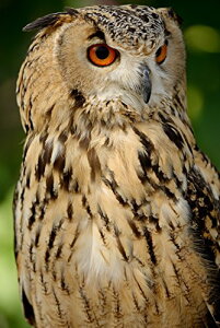 yViz Tokina ]Y[Y AT-X 70-200mm F4 PRO FX VCM-S jRp tTCYΉ 216569 9n2op2j