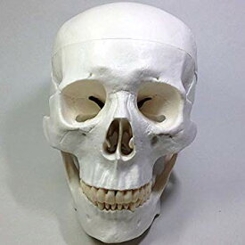 【中古】実物大 超精密 頭蓋骨 模型 顎関節 可動 タイプ 歯科 耳鼻科 眼科 学校教材用 頭部 プロップ 骸骨 髑髏 ドクロ スカル ガイコツ 骨 目印に便利、 d2ldlup