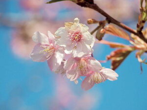 yViz OLYMPUS ]Y[Y ZUIKO DIGITAL ED 40-150mm F4.0-5.6 wwzq1cm