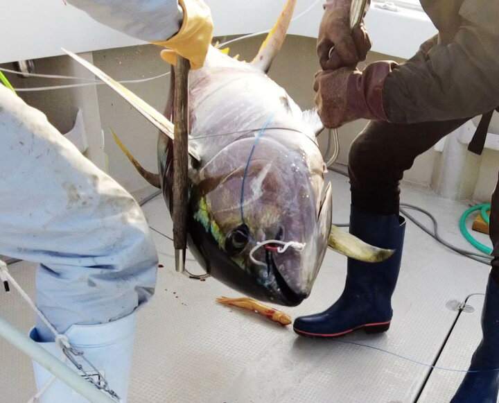楽天市場 ヒットマン漁具 イカベイト赤色 5個セットジャンボ釣り仕掛け マグロ釣り仕掛け キハダマグロ ビン長マグロ ダブルr 楽天市場店 楽天市場 ヒットマン漁具 イカベイト赤色 5個セットジャンボ釣り仕掛け マグロ釣り仕掛け キハダマグロ ビン長マグロ ダブルr 楽天市場店