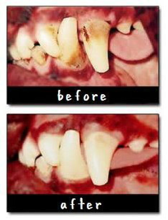 リデンタ 歯石ケアジェル 50ML 犬猫用 – REDENTA ONLINE STORE 【定形外郵送のみ 1個販売 送料込】 リデンタ 犬猫用・歯石ケアスプレー 50ml 【他商品同梱不可】 犬 猫 犬用 猫用 デンタルケア ドック キャット 歯垢 歯石 口臭ケア 口腔ケア スプレー 歯石ケア 天然由来 歯垢予防 口臭 歯石対策