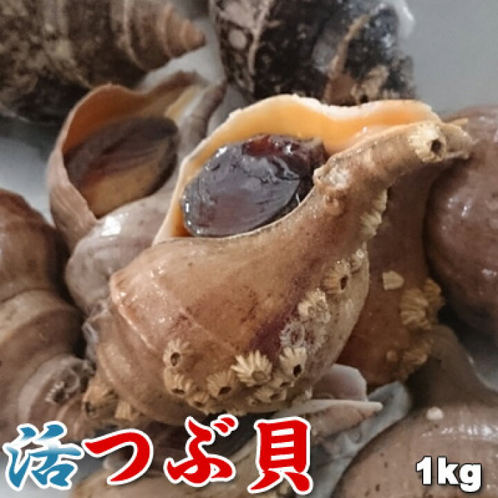 楽天市場 北海道産 天然 活つぶ貝 フジイロエゾボラ 1kg前後 5 10個前後 送料無料 沖縄は送料別途加算 年賀 成人式 新年会 ミツハシグルメ北海道