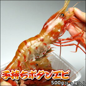 ぼたんえび 子持 ボタンエビ 刺身 500g 送料無料 ※沖縄は送料別途加算 歳暮 クリスマス 正月