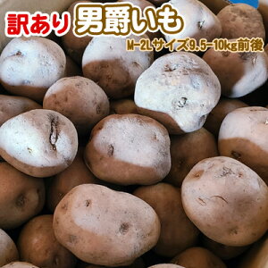 Ⴊ 󂠂kC Ⴊ j݂ M-2LTCY 9.5-10kgO  ͑ʓrZ 䒆 Lv čՂ