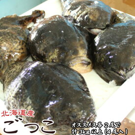 ごっこ 布袋魚 ゴッコ オスメス各2尾で計3kg以上（4尾入）送料無料 ※沖縄送料別途加算 歳暮 クリスマス 正月