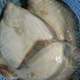 鮮魚を急速冷凍 アサバカレイ 浅羽カレイ 3kg （約9-15枚入） 北海道産 噴火湾 送料無料 ※沖縄は送料別途加算 あさばかれい 歳暮 クリスマス 正月