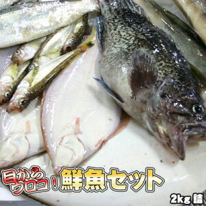 NZbg 2kg Ɩp   kCY ꑗʓrZ 䒆 Lv čՂ