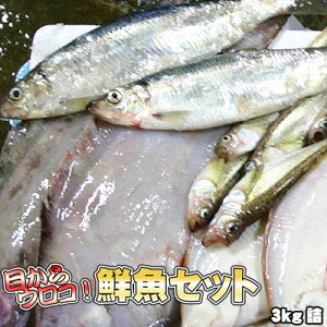 NZbg  Ɩp kCY 3kg  ꑗʓrZ 䒆 Lv čՂ