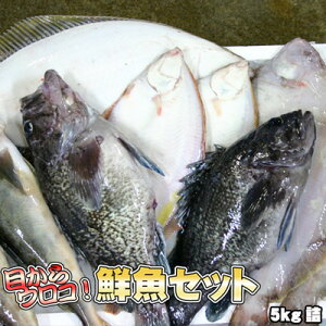 NZbg Ɩp   kCY 5kg ꑗʓrZ 䒆 Lv čՂ