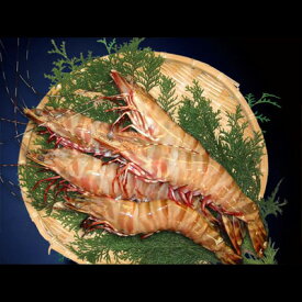 特大天然有頭えび（天然シータイガー） 送料無料 ※沖縄送料別途加算 歳暮 クリスマス 正月