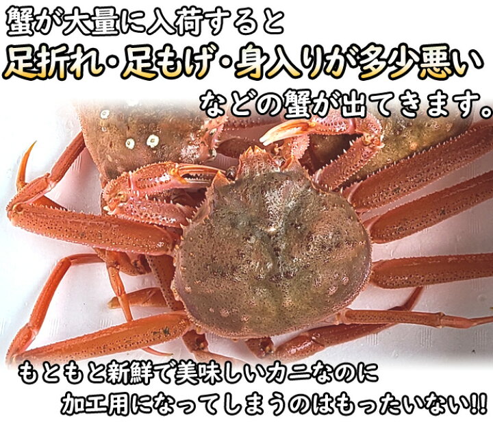 楽天市場】訳あり 活オオズワイガニ 小サイズ 8kg詰 身入り7割前後  