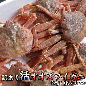 訳あり 活オオズワイガニ 2kg詰 身入り7割前後 送料無料 ※沖縄は送料別途加算 歳暮 クリスマス 正月