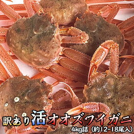 訳あり 活オオズワイガニ 4kg詰 身入り7割前後 送料無料 ズワイガニ ※沖縄は送料別途加算 歳暮 クリスマス 正月