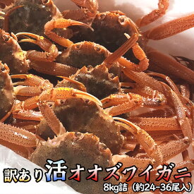 訳あり 活オオズワイガニ 8kg詰 身入り7割前後 送料無料 ※沖縄送料別途加算 歳暮 クリスマス 正月