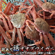 訳あり 活オオズワイガニ 小サイズ 2kg詰 身入り7割前後 送料無料 ※沖縄別途送料加算 父の日 お中元 キ…