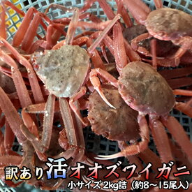 訳あり 活オオズワイガニ 小サイズ 2kg詰 身入り7割前後 送料無料 ※沖縄別途送料加算 歳暮 クリスマス 正月