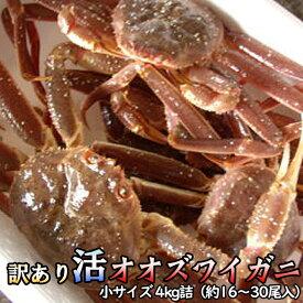 訳あり 活オオズワイガニ 小サイズ 4kg詰 身入り7割前後 送料無料 ※沖縄別途送料加算 歳暮 クリスマス 正月