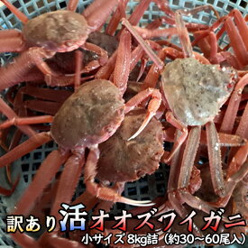 訳あり 活オオズワイガニ 小サイズ 8kg詰 身入り7割前後 送料無料 ※沖縄別途送料加算 歳暮 クリスマス 正月