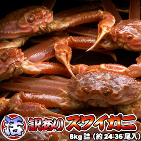 活ズワイガニ 訳あり 8kg 身入り7割前後 送料無料 ※沖縄送料別途加算 オオズワイガニ ひな祭り 新生活 ホワイトデー