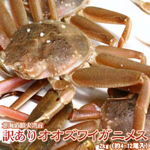 オオズワイガニ メス 活 訳あり 北海道産 2kg(約4−12尾入) 身入り7分前後 送料無料 ※沖縄送料別途加算 御中元 キャンプ 夏祭り