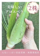 新鮮【食用】アロエベラ2株　★アロエの苗をそのまま★ 食べれるアロエ