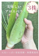 新鮮【食用】アロエベラ 3株　★アロエの苗をそのまま★ 食べれるアロエ