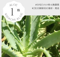 新鮮　木立アロエ　1株　★アロエの苗をそのまま★ キダチアロエ